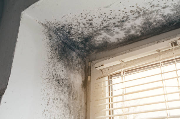 Affordable Mold Inspection And Testing solutions in Clear Brook, VA